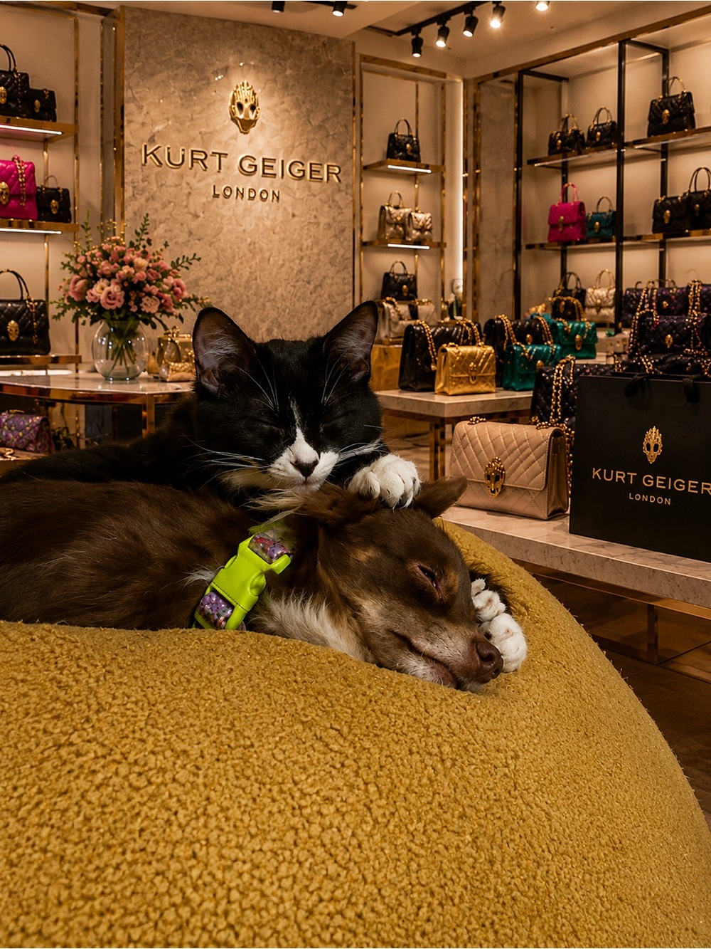 Lux and Designer show - Picture 7 of 7